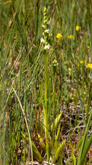 Spiranthes perexilis