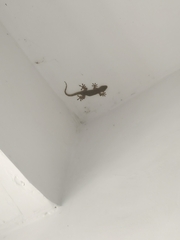 Gekko swinhonis