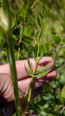 Angelica capitellata