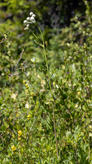 Angelica capitellata