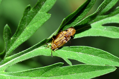 Ophraella communa