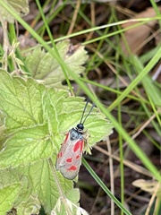 Zygaena centaureae
