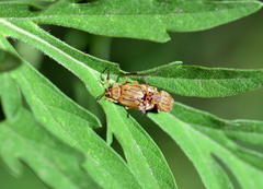 Ophraella communa
