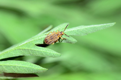 Ophraella communa