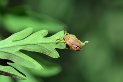 Ophraella communa