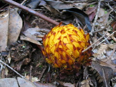 Hachettea austrocaledonica