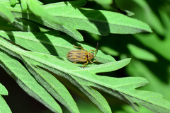 Ophraella communa