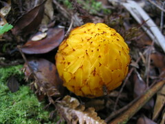 Hachettea austrocaledonica