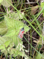 Zygaena centaureae