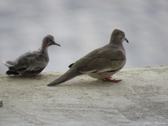 Columbina picui