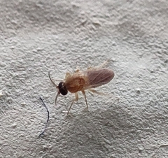 Forcipomyiinae