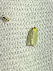 Zelotherses paleana