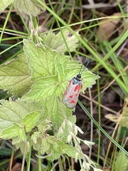 Zygaena centaureae