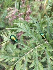 Chrysolina graminis