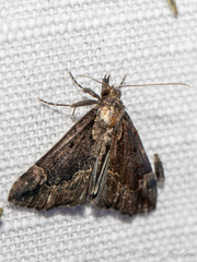 Hypena palparia