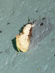 Eudryas unio