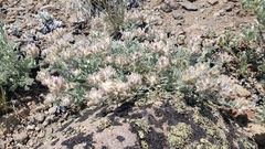Astragalus austiniae