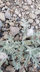 Astragalus austiniae