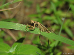 Musoniella