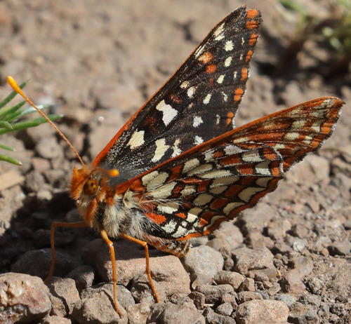 Snowberry Checkerspot
