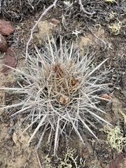 Ferocactus fordii borealis