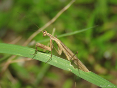 Musoniella