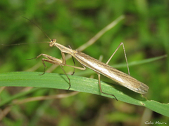 Musoniella