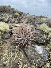 Ferocactus fordii borealis