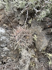 Ferocactus fordii borealis