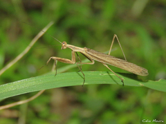 Musoniella