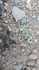 Astragalus austiniae