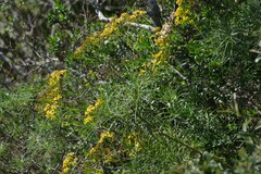 Senecio linifolius