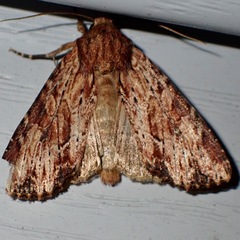 Apamea lignicolora