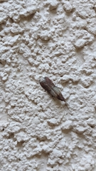 Plodia interpunctella