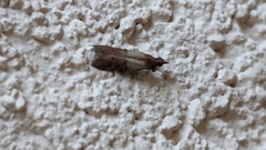 Plodia interpunctella