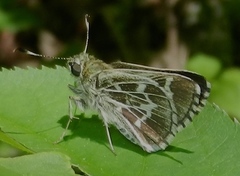 Amblyscirtes aesculapius