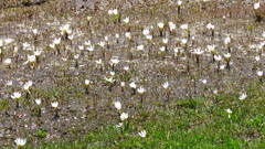 Colchicum trigynum