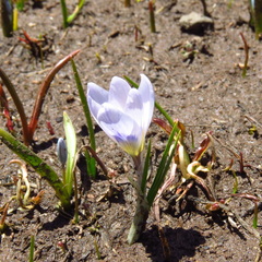 Colchicum trigynum
