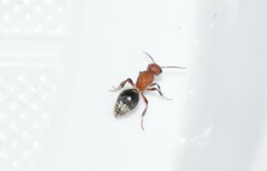 Cystomutilla ruficeps