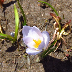 Colchicum trigynum