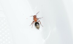 Cystomutilla ruficeps