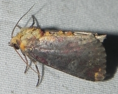 Achatodes zeae