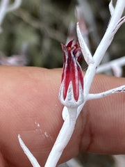 Dudleya anthonyi