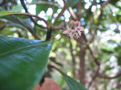 Phelline