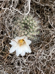 Mammillaria hutchisoniana