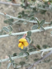 Acmispon distichus