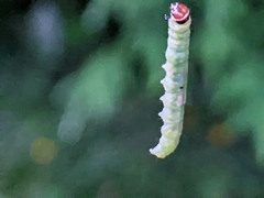 Acleris gloveranus