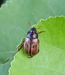 Anomala binotata