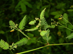 Aeschynomene sensitiva