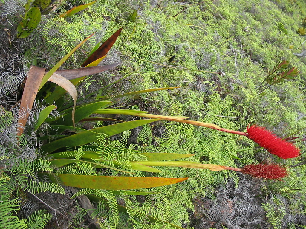 Xeronema moorei (Bottlebrush Lily)